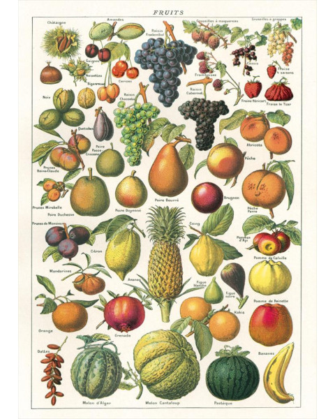 Cavallini Fruit Chart Poster Wrap