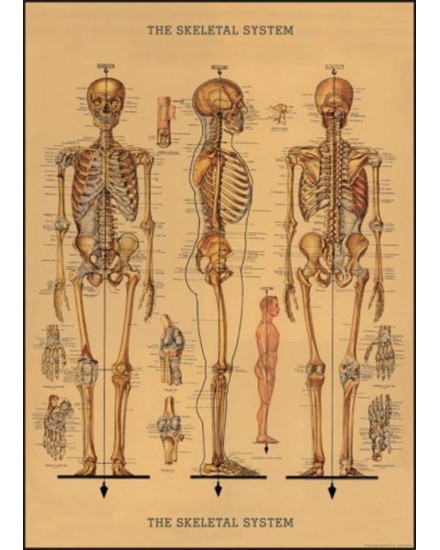 Cavallini Skeleton Poster Wrap