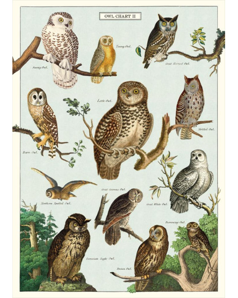 Cavallini Owl Chart Poster Wrap