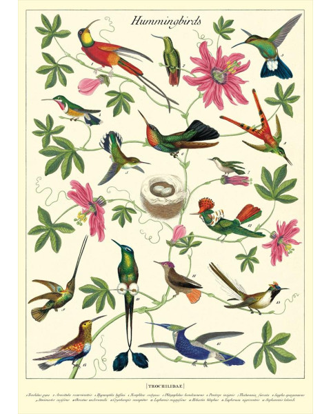 Cavallini Hummingbirds Poster Wrap