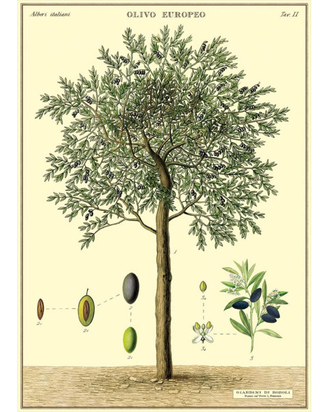 Cavallini Olive Tree Poster Wrap