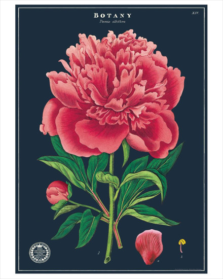 Cavallini Botany Study Poster Wrap