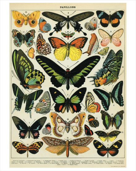 Cavallini Butterflies Poster Wrap