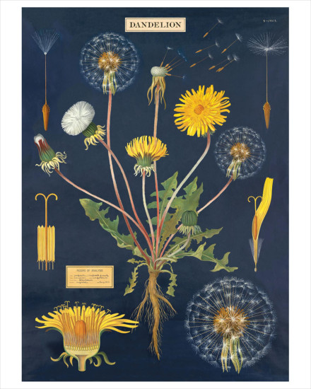 Cavallini Dandelion Poster Wrap